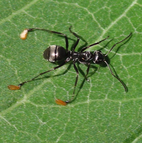 Black Field Ant
Formica subsericea
(Yellow subst. from Milkweed leaf) Black Field Ant
Formica subsericea
(Yellow subst. from Milkweed leaf)